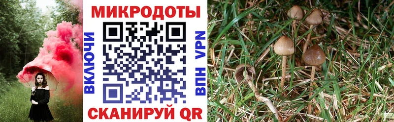 Псилоцибиновые грибы мицелий  Белая Холуница 